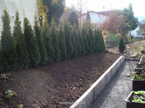 Hecke mit Thuja 'Smaragd'
